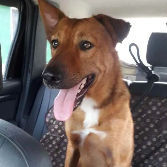Cachorro ra a Srd idade 1 ano nome Bethoven