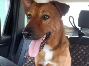 Cachorro raça Srd idade 1 ano nome Bethoven