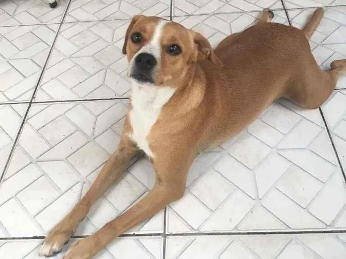 Cachorro ra a Sem Raça Definida idade 2 anos nome Thel e Meg