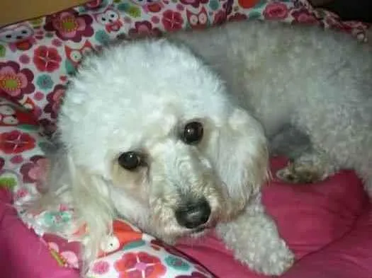 Cachorro ra a Poodle idade 6 ou mais anos nome Theodoro - Theo