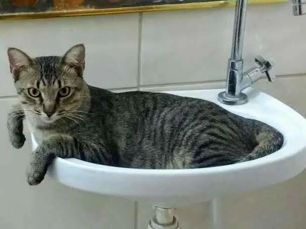 Gato ra a Vira lata idade 1 ano nome Pipi