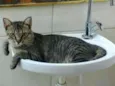 Pipi