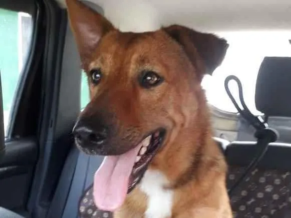 Cachorro ra a Srd idade 1 ano nome Bethoven