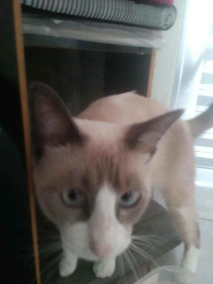 Gato ra a Vira-lata idade 7 a 11 meses nome Sem nomes