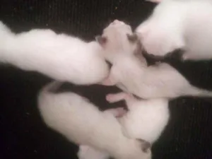 Gato raça Vira-lata idade 7 a 11 meses nome Sem nomes