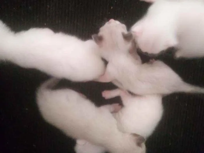 Gato ra a Vira-lata idade 7 a 11 meses nome Sem nomes