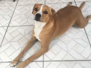 Cachorro raça Sem Raça Definida idade 3 anos nome Thel e Meg