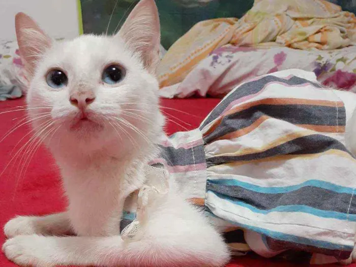 Gato raça Comum idade 2 a 6 meses nome Blue