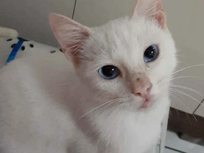 Gato raça Comum idade 2 a 6 meses nome Blue