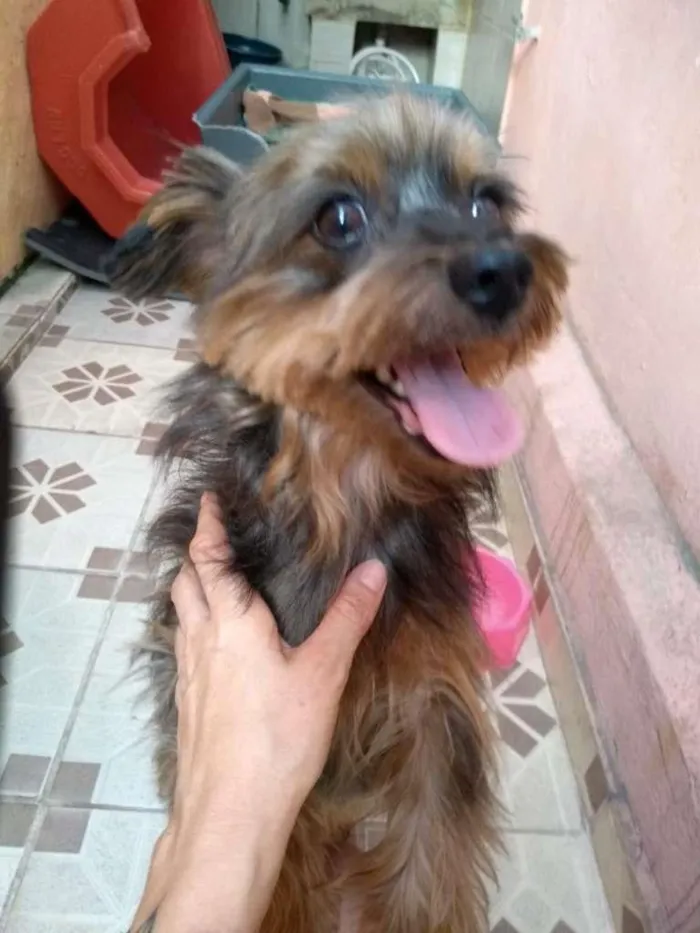 Cachorro raça SRD-ViraLata idade 5 anos nome Tina