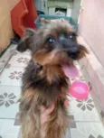 Cachorro raça SRD-ViraLata idade 5 anos nome Tina