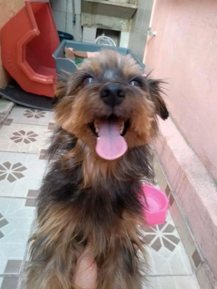 Cachorro raça SRD-ViraLata idade 5 anos nome Tina