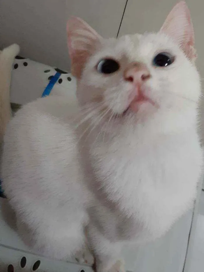 Gato raça Comum idade 2 a 6 meses nome Blue