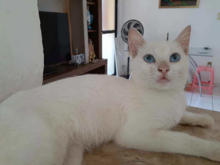 Gato raça Comum idade 2 a 6 meses nome Blue