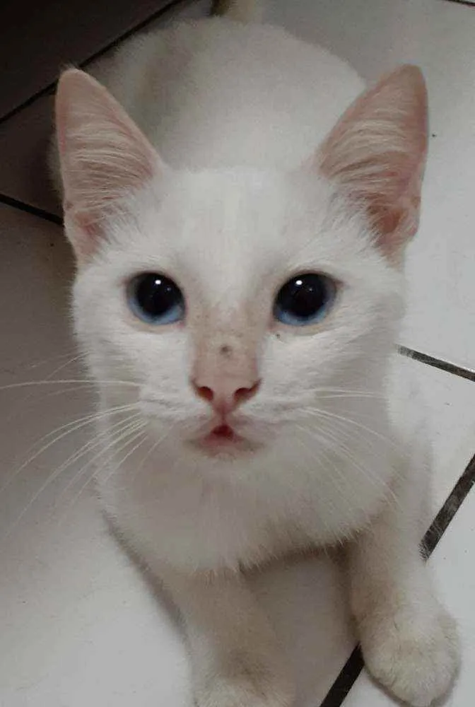 Gato raça Comum idade 2 a 6 meses nome Blue