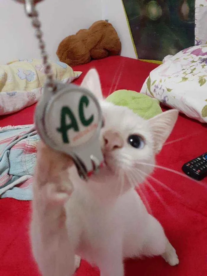 Gato raça Comum idade 2 a 6 meses nome Blue