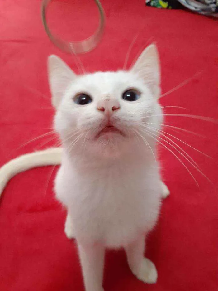 Gato raça Comum idade 2 a 6 meses nome Blue