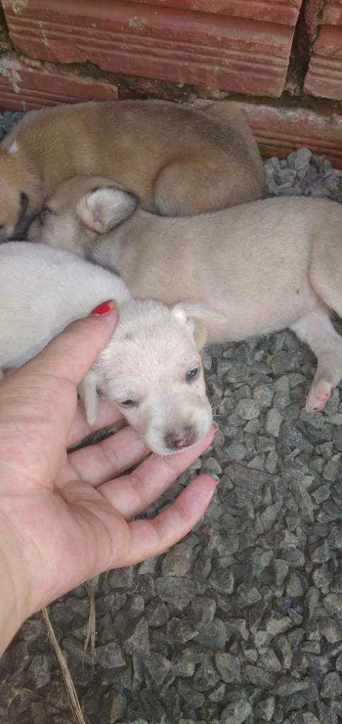 Cachorro ra a viralata idade Abaixo de 2 meses nome nao tem