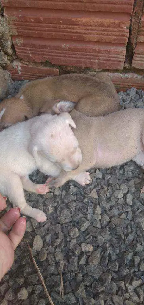 Cachorro ra a viralata idade Abaixo de 2 meses nome nao tem