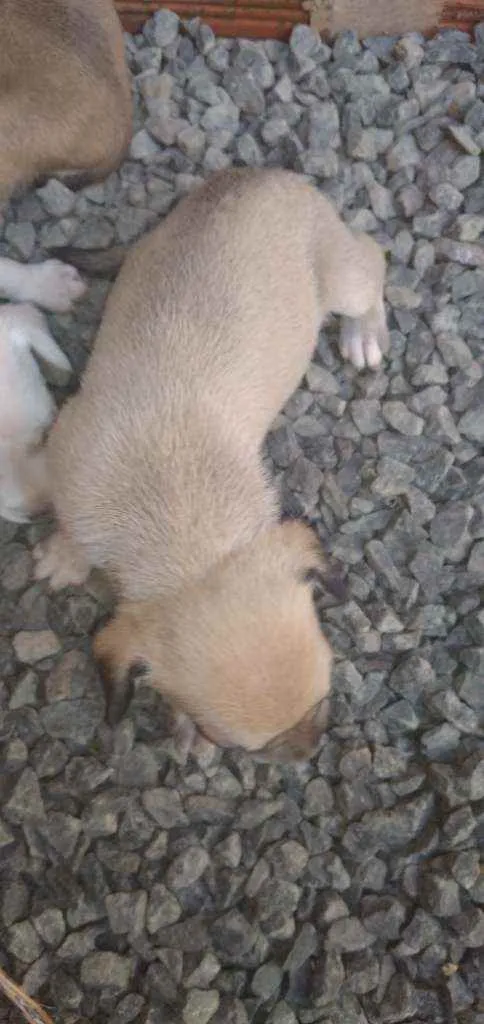 Cachorro ra a viralata idade Abaixo de 2 meses nome nao tem