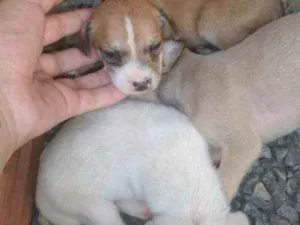 Cachorro raça viralata idade Abaixo de 2 meses nome nao tem