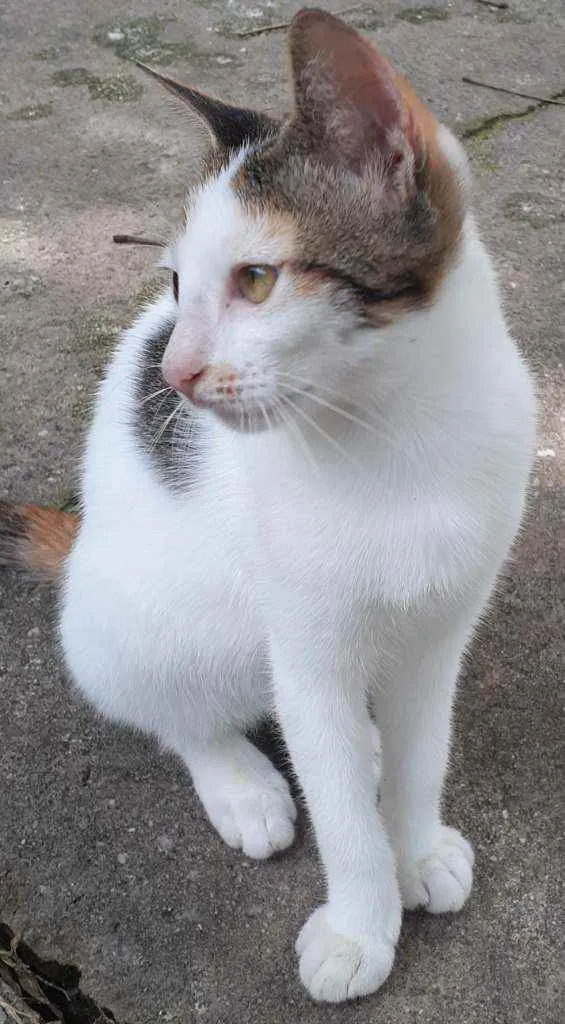 Gato raça Comum idade 2 a 6 meses nome Bebel