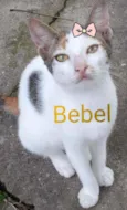 Bebel
