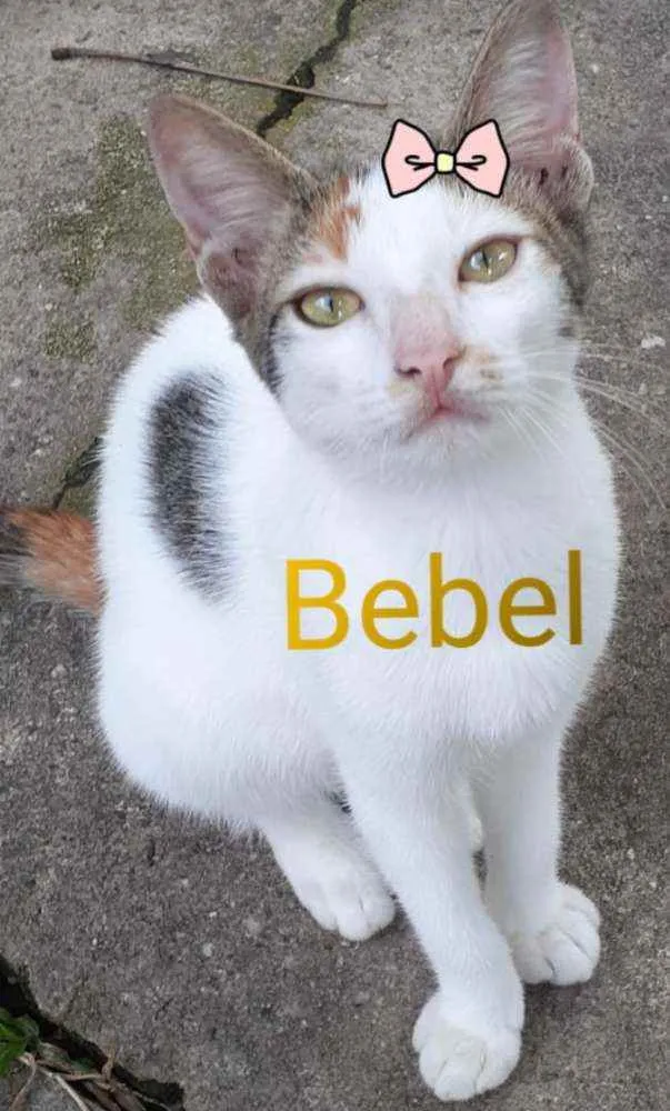 Gato raça Comum idade 2 a 6 meses nome Bebel