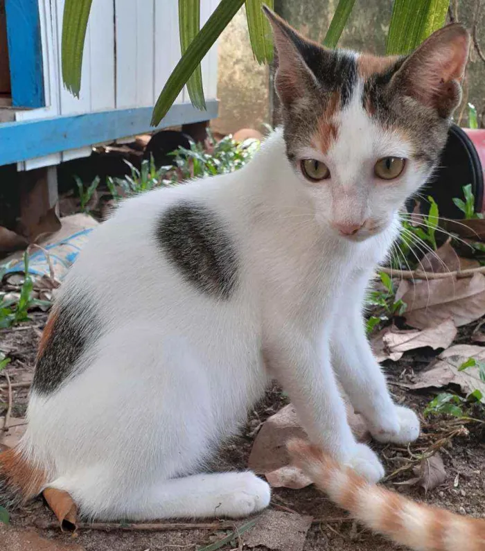 Gato raça Comum idade 2 a 6 meses nome Bebel