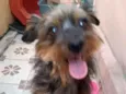 Cachorro raça SRD-ViraLata idade 5 anos nome Tina
