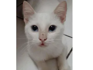 Gato raça Comum idade 2 a 6 meses nome Blue