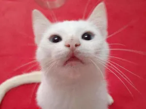 Gato raça Comum idade 2 a 6 meses nome Blue