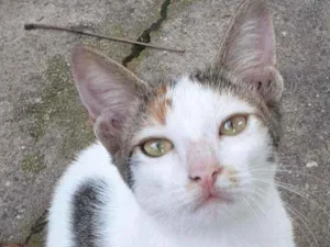 Gato raça Comum idade 2 a 6 meses nome Bebel