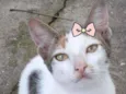 Bebel