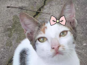 Gato raça Comum idade 2 a 6 meses nome Bebel