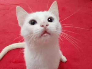 Gato raça Comum idade 2 a 6 meses nome Blue