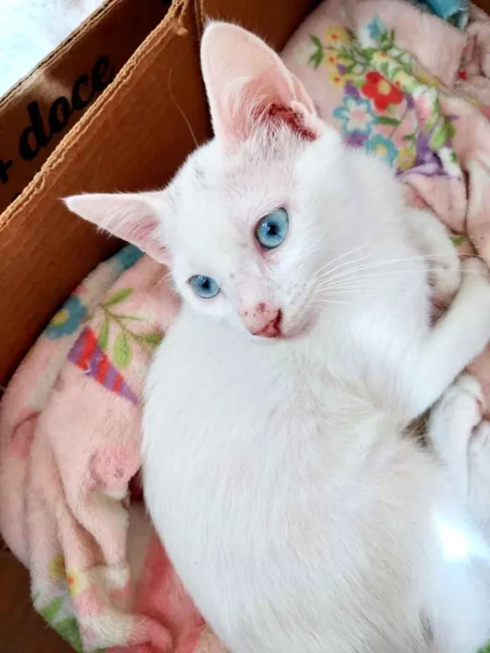 Gato raça Srd idade 2 a 6 meses nome Leo bb lindo 