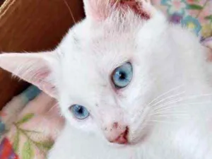 Gato raça Srd idade 2 a 6 meses nome Leo bb lindo 