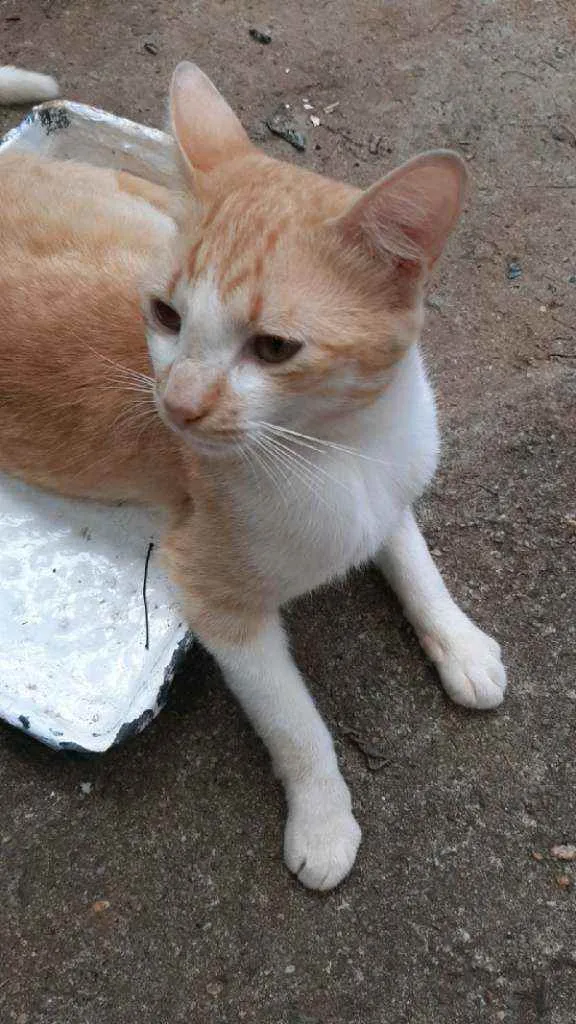 Gato raça Mestiço de burmes  idade 2 anos nome Garfield