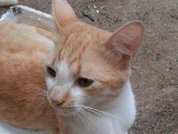 Gato raça Mestiço de burmes  idade 2 anos nome Garfield