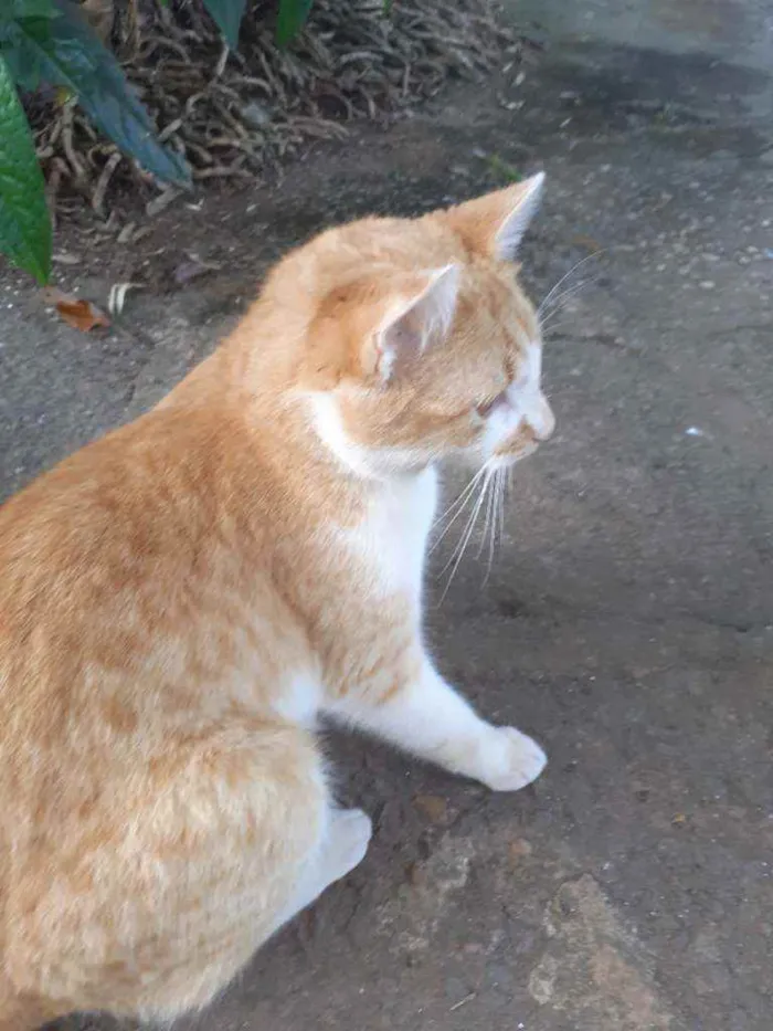 Gato raça Mestiço de burmes  idade 2 anos nome Garfield