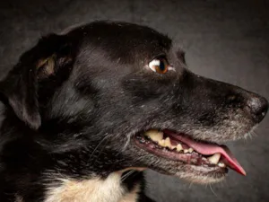 Cachorro raça SRD idade 3 anos nome Baby 