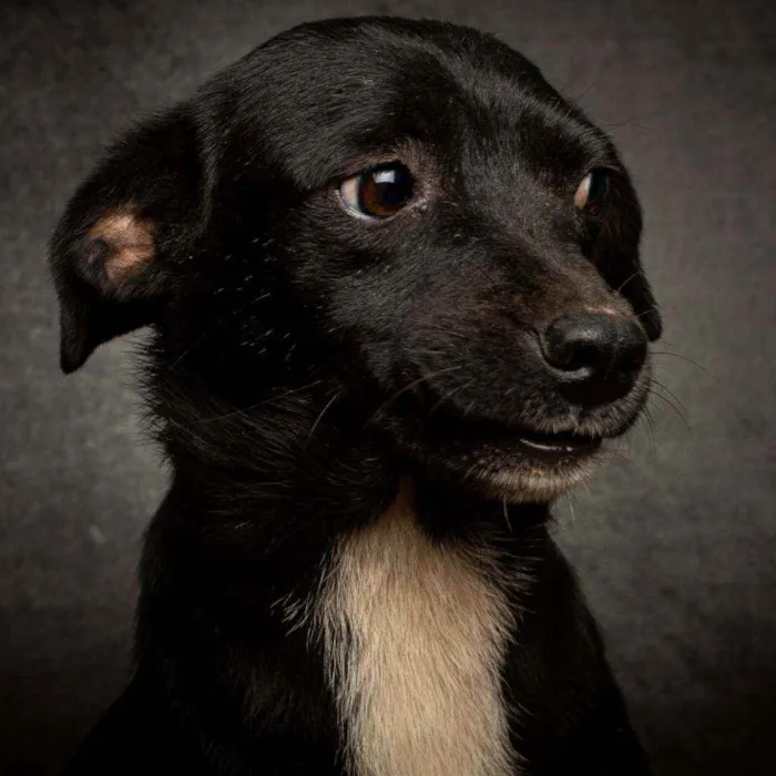 Cachorro raça SRD idade 2 anos nome Bela