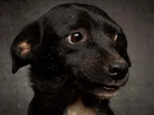 Cachorro raça SRD idade 2 anos nome Bela
