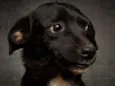 Bela