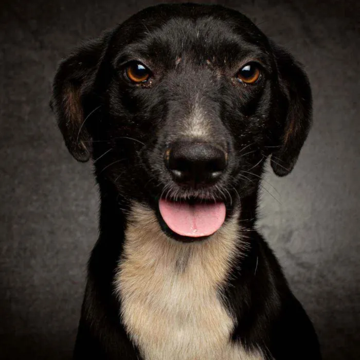 Cachorro raça SRD idade 2 anos nome Barbie