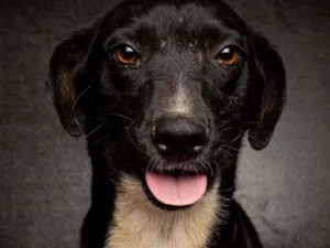Cachorro raça SRD idade 2 anos nome Barbie