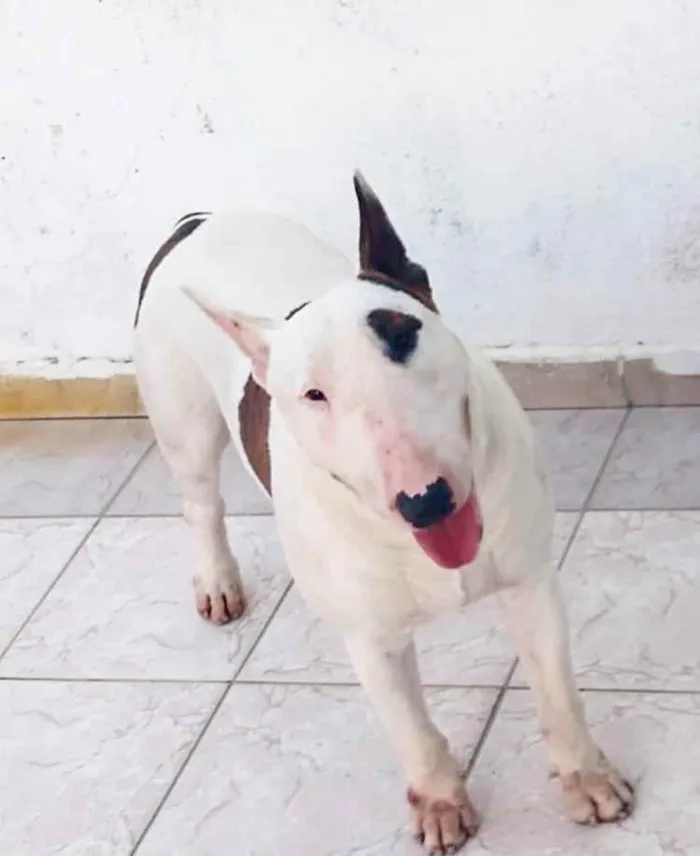 Cachorro raça Bul Terrier idade 2 anos nome Spike 