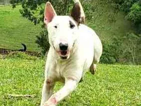 Cachorro raça Bul Terrier idade 2 anos nome Spike 