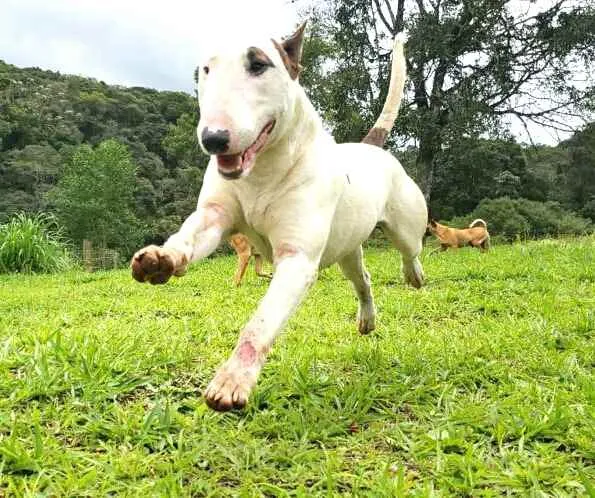 Cachorro raça Bul Terrier idade 2 anos nome Spike 